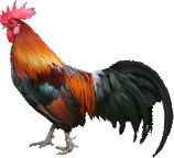 Rooster