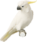 Cockatoo