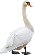 White swan