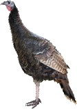 Turkey