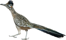 Cuckoo
