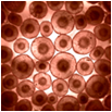 Blood System