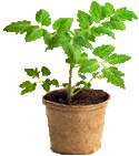 Seedling